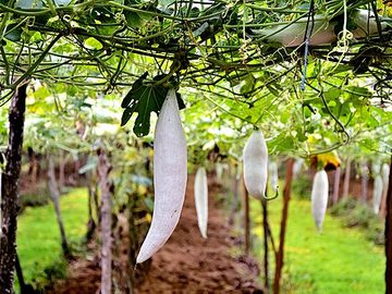 Snake gourd