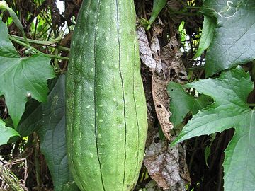 Ridge gourd