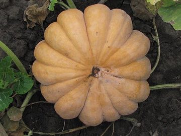 Pumpkin