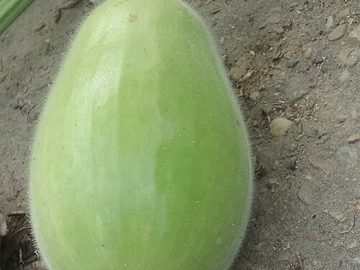 Bottle gourd