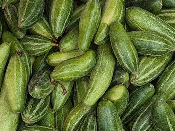 Pointed gourd
