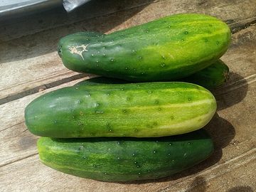 Cucumber